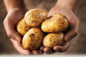 Польза картофеля