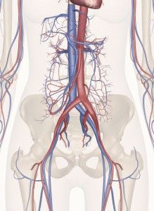 Кровеносная система человека