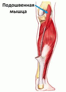 Важная мышца ноги
